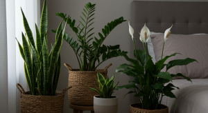 Best Plants for Low-Light Bedrooms: Your Guide to Restful Greenery